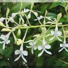 ORCHIDEES DU FENOUILLEDES