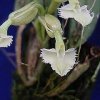 ORCHIDEES DU FENOUILLEDES