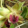 ORCHIDEES DU FENOUILLEDES