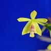 ORCHIDEES DU FENOUILLEDES