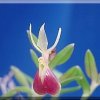 ORCHIDEES DU FENOUILLEDES