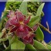 ORCHIDEES DU FENOUILLEDES