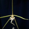 ORCHIDEES DU FENOUILLEDES