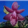 ORCHIDEES DU FENOUILLEDES