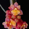 ORCHIDEES DU FENOUILLEDES