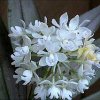 ORCHIDEES DU FENOUILLEDES
