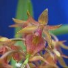 ORCHIDEES DU FENOUILLEDES