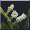 ORCHIDEES DU FENOUILLEDES
