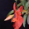 ORCHIDEES DU FENOUILLEDES
