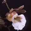 ORCHIDEES DU FENOUILLEDES