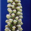 ORCHIDEES DU FENOUILLEDES