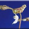 ORCHIDEES DU FENOUILLEDES
