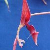 ORCHIDEES DU FENOUILLEDES