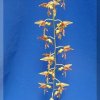 ORCHIDEES DU FENOUILLEDES