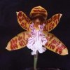 ORCHIDEES DU FENOUILLEDES