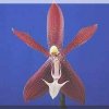 ORCHIDEES DU FENOUILLEDES