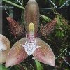 ORCHIDEES DU FENOUILLEDES