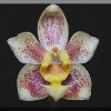 ORCHIDEES DU FENOUILLEDES