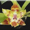 ORCHIDEES DU FENOUILLEDES
