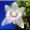 ORCHIDEES DU FENOUILLEDES