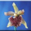 ORCHIDEES DU FENOUILLEDES