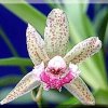 ORCHIDEES DU FENOUILLEDES