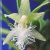ORCHIDEES DU FENOUILLEDES