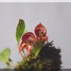 ORCHIDEES DU FENOUILLEDES