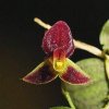 ORCHIDEES DU FENOUILLEDES