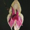 ORCHIDEES DU FENOUILLEDES