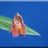 ORCHIDEES DU FENOUILLEDES