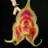 ORCHIDEES DU FENOUILLEDES