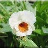 ORCHIDEES DU FENOUILLEDES
