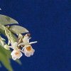 ORCHIDEES DU FENOUILLEDES
