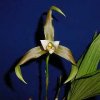 ORCHIDEES DU FENOUILLEDES