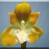 ORCHIDEES DU FENOUILLEDES