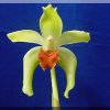 ORCHIDEES DU FENOUILLEDES