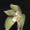 ORCHIDEES DU FENOUILLEDES
