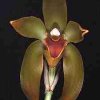 ORCHIDEES DU FENOUILLEDES