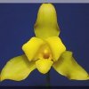ORCHIDEES DU FENOUILLEDES