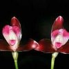 ORCHIDEES DU FENOUILLEDES