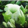 ORCHIDEES DU FENOUILLEDES