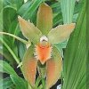 ORCHIDEES DU FENOUILLEDES