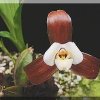 ORCHIDEES DU FENOUILLEDES