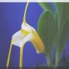 ORCHIDEES DU FENOUILLEDES