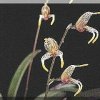 ORCHIDEES DU FENOUILLEDES