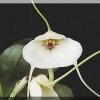 ORCHIDEES DU FENOUILLEDES