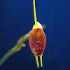 ORCHIDEES DU FENOUILLEDES