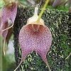 ORCHIDEES DU FENOUILLEDES