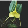 ORCHIDEES DU FENOUILLEDES